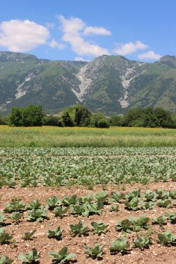 Yeşil lahana yetiştirme. Güneşli bir günde tarlada arka arkaya lahana. Brassica oleracea