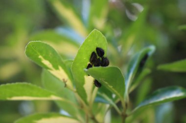 Harlequin uğur böceği ya da bahçedeki adalia bipunctata böceği. Yazın yeşil yapraklı kara uğur böceği larvaları