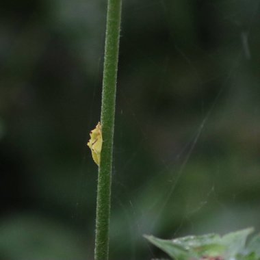 Bahçedeki bir bitkinin üzerindeki sarı koza seçici odak noktasında. Bir kelebeğin başkalaşımı