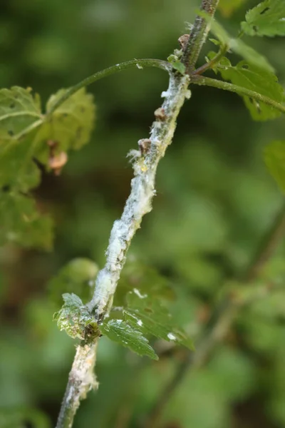 Agrumes Flatid Planthopper Sur Une Plante Verte Metcalfa Pruinosa Insectes — Photo