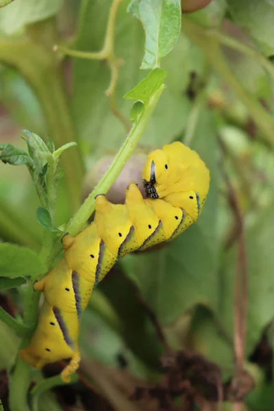 ジャガイモ工場で大死のホーク蛾の毛虫 Acherontia Atroposは 植物を食べる冬虫夏草 — ストック写真