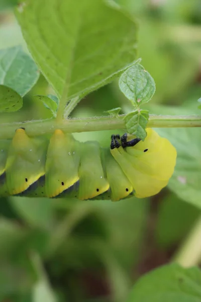 Oruga Polilla Halcón Muerto Gran Muerte Una Planta Papa Acherontia — Foto de Stock