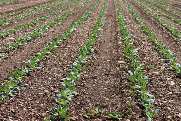 Grünkohlanbau Kohl Einer Reihe Auf Dem Feld Einem Sonnigen Tag — Stockfoto