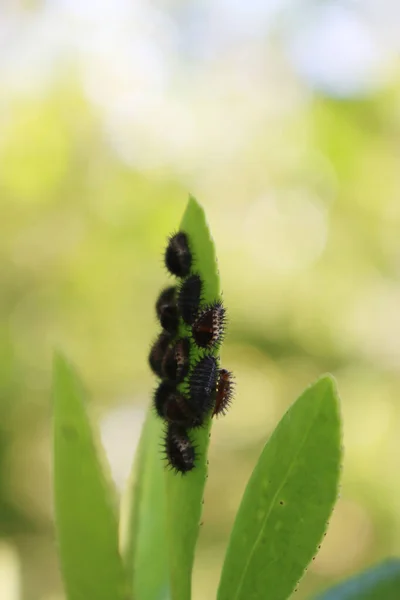 园中的哈莱金瓢虫或杜鹃类生物昆虫 夏天在绿叶上的黑瓢虫幼虫 — 图库照片