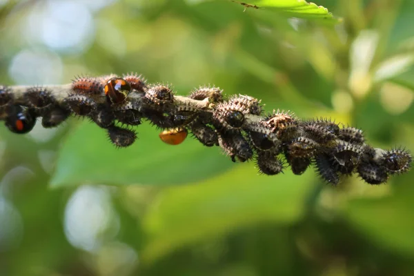 Mariquita Arlequín Insecto Adalia Bipunctata Jardín Larvas Mariquita Negra Sobre — Foto de Stock