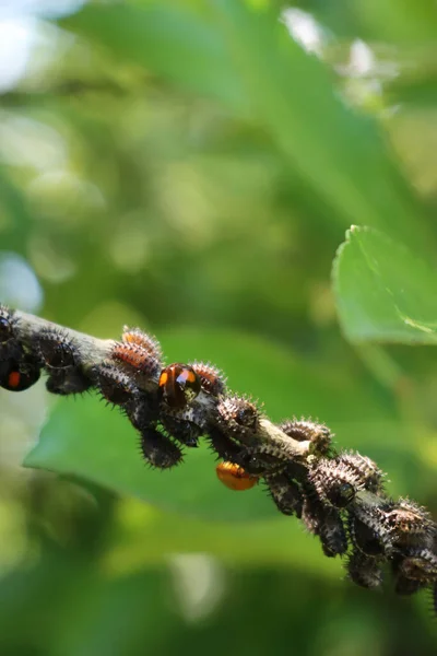 Mariquita Arlequín Insecto Adalia Bipunctata Jardín Larvas Mariquita Negra Sobre — Foto de Stock