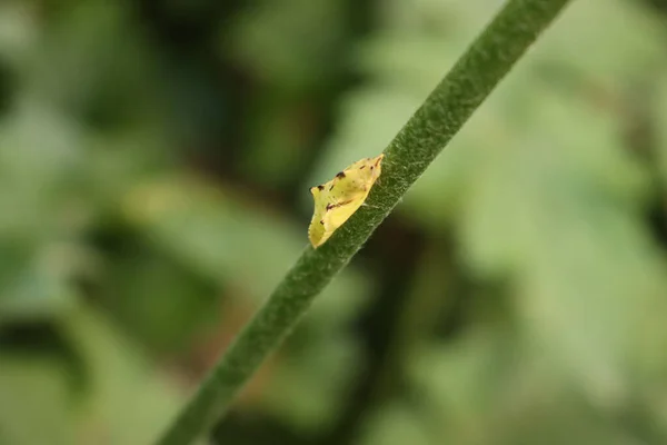 Κίτρινη Χρυσαλλίδα Ένα Φυτό Στον Κήπο Επιλεκτική Εστίαση Μεταμόρφωση Πεταλούδας — Φωτογραφία Αρχείου
