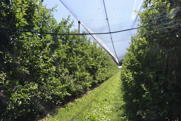 Protection nets against birds, insect and hailstones on a apple orchard In the italian countryside