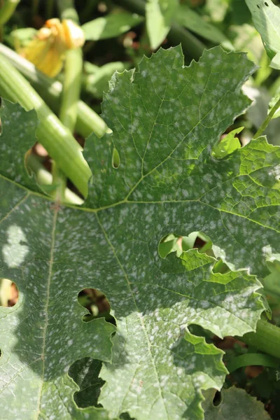 Powdery mildew on zucchini plant in the vegetable garden. Zucchini leaves damaged by fungal disease — Stock Image Powdery Mildew Zucchini Plant Vegetable Garden Zucchini Leaves Damaged Fungal Stock Image
