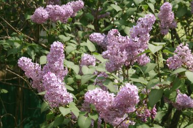 İlkbaharda çalılıklarda leylak çiçekleri ve çiçekler. Bahçede çiçek açan şırınga.