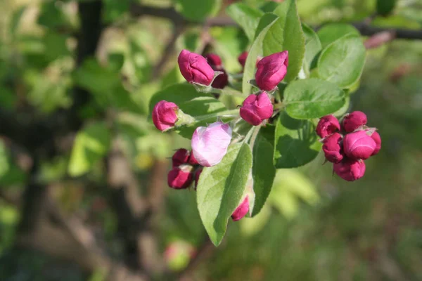 晴れた日には果樹園で春に枝にピンクのリンゴの木が咲きます マルス ドメスティカ — ストック写真