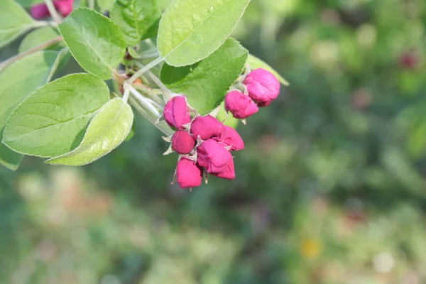 Einem Sonnigen Tag Blüht Der Rosafarbene Apfelbaum Zweig Obstgarten Malus — Stockfoto