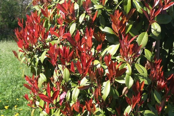 Bahçede kırmızı Robin Photinia çalısı filizleri. Fotoğraf x fraseri