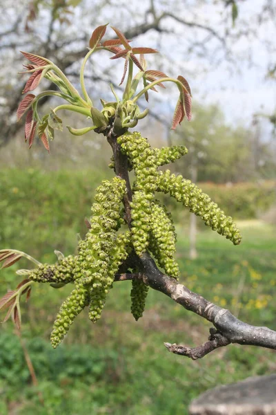 Valnötsträd Blom Med Fräscha Nya Blad Och Blomstã Llning Gren — Stockfoto