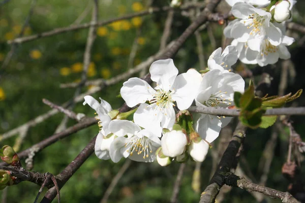Fleurs Blanches Cerise Aigre Sur Branche Printemps Dans Jardin — Photo