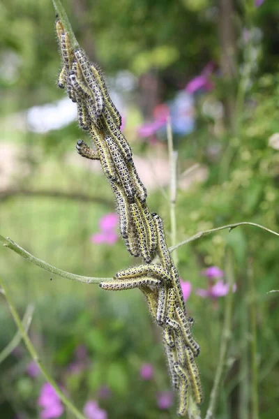 Lagartas Borboleta Branca Grande Também Chamada Borboleta Repolho Uma Fábrica — Fotografia de Stock