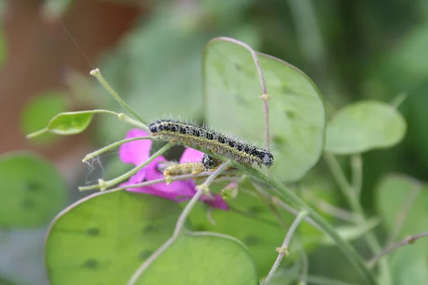 Orugas Mariposa Blanca Grande También Llamada Mariposa Repollo Una Planta — Foto de Stock