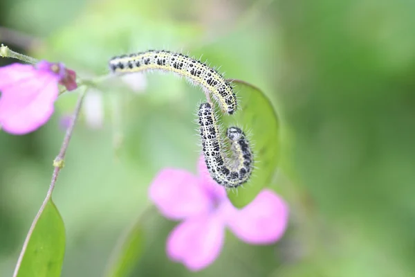 Larver Stor Vit Fjäril Även Kallad Kål Fjäril Växt Pieris — Stockfoto