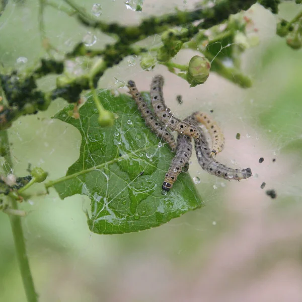 Många Spindel Ermine Moth Caterpillars Spindle Träd Yponomeuta Cagnagella Trädgården — Stockfoto