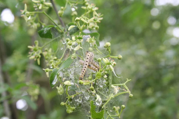 Nombreuses Chenilles Teigne Hermine Broche Sur Arbre Broche Yponomeuta Cagnagella — Photo