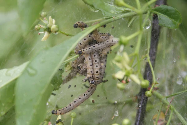 Nombreuses Chenilles Teigne Hermine Broche Sur Arbre Broche Yponomeuta Cagnagella — Photo