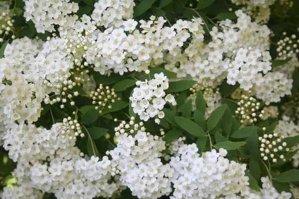 Viburnum Arbusto Com Muitas Flores Brancas Ramos Primavera — Fotografia de Stock