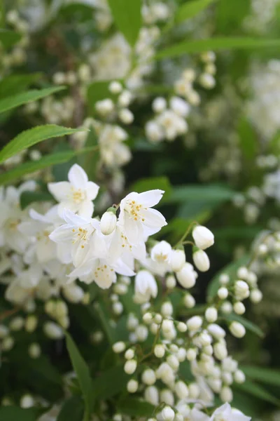 Ποντικοπορτοκαλιά Λευκά Λουλούδια Φιλάδελφος Άνθιση Την Άνοιξη — Φωτογραφία Αρχείου