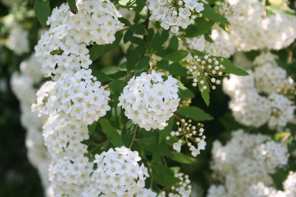 春天的时候 枝条上开着许多白花的柏树 — 图库照片