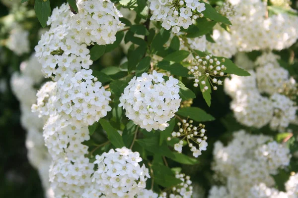 Viburnum Keř Mnoha Bílými Květy Větvích Jaře — Stock fotografie