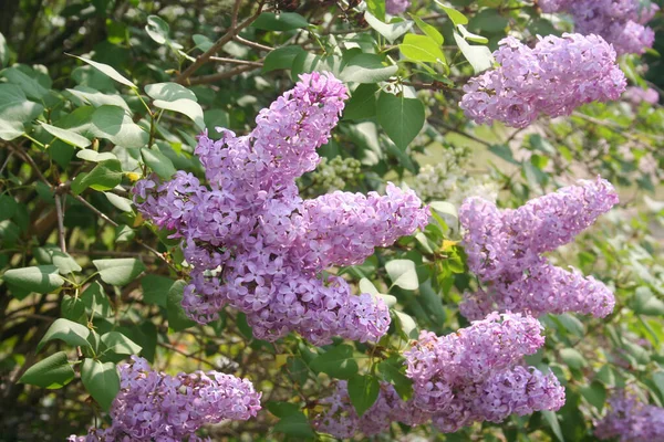 Lilac Blossoms Flowers Bush Springtime Syringa Vulgaris Bloom Garden — Stock Photo, Image