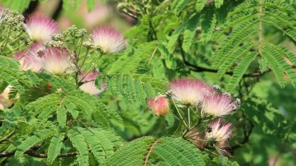 ペルシャシルクの木やピンクのシルクの木の花のクローズアップ 庭の花でAlbizia Julibrissin — ストック動画