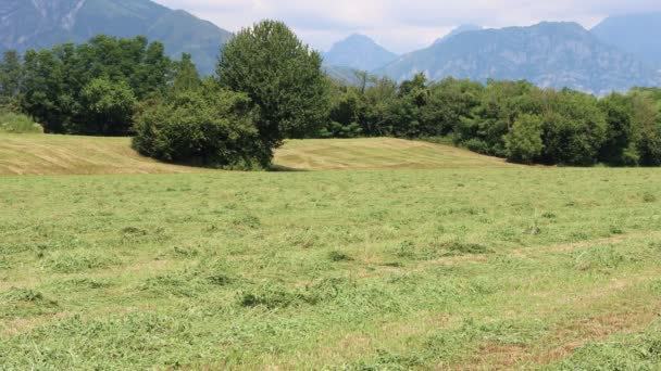 Świeżo Wycięte Pole Lucerny Wytnij Lucernę Gotową Wyschnięcia Prasowania Krajobraz — Wideo stockowe