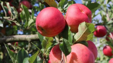 Yazın güneşli bir günde, meyve bahçesinde dallı kırmızı olgun Gala elmalarının yakın çekimi. Malus domestica