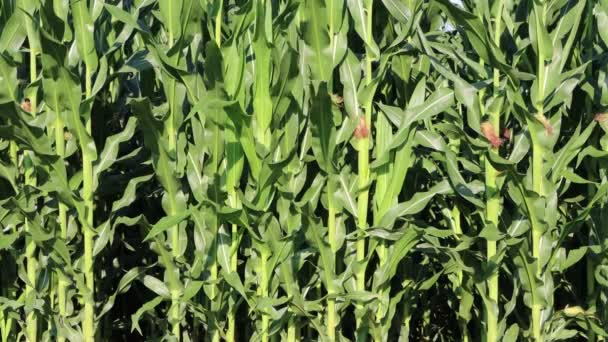 Зеленое Кукурузное Поле Растущими Початками Сельскохозяйственное Поле Кукурузы Летом — стоковое видео