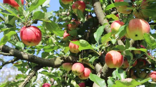 Close Red Ripe Gala Apples Branch Orchard Summer Sunny Day — Stock Video