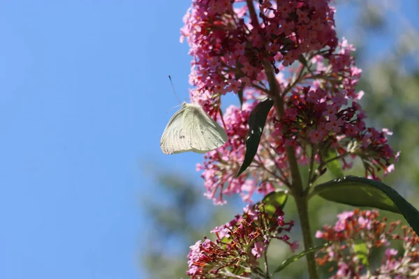 European Large Cabbage White Butterfly Buddleja Davidii Pink Flower Branch — Stock Photo, Image