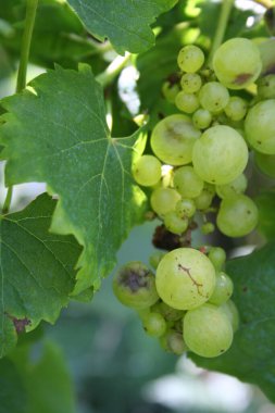 Sarmaşıkta olgunlaşmamış üzüm ve hastalık.