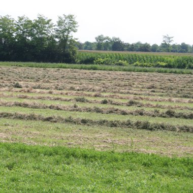 Taze kesilmiş yonca tarlası kurumaya ve balyalanmaya hazır. Yazın tarım arazisi