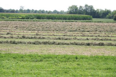 Taze kesilmiş yonca tarlası kurumaya ve balyalanmaya hazır. Yazın tarım arazisi