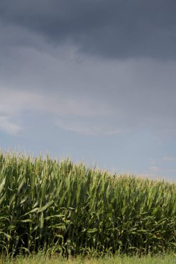 Yeşil mısır tarlasında kara fırtına bulutları. Yazın tarım arazisi.