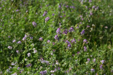Tarlada güzel mor yonca çiçeği. Medicago sativa tomurcuklanma Yazın çiçek