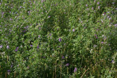 Tarlada güzel mor yonca çiçeği. Medicago sativa tomurcuklanma Yazın çiçek