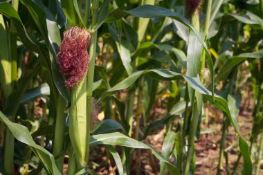Olgunlaşmamış yeşil mısır koçanları güneşli bir günde tarlada yetişiyor.