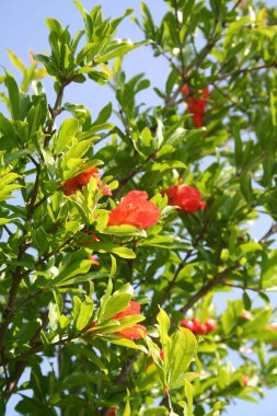 Bahçedeki çalılıklarda mavi gökyüzüne karşı nar çiçekleri. Punica granatumu