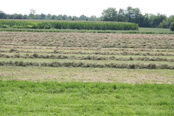 Taze kesilmiş yonca tarlası kurumaya ve balyalanmaya hazır. Yazın tarım arazisi