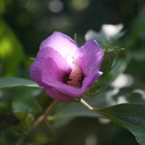 Hibiscus Syriacus Rose Sharon Pink Purple Flower Branch Summer — Stock Photo, Image