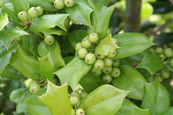 Yazın Yeşil Böğürtlenli Çin Holly Ağacı Ilex Cornuta — Stok fotoğraf