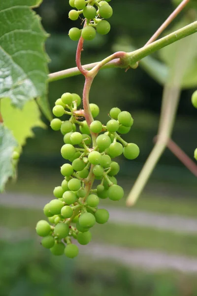 Uvas Verdes Jovens Que Crescem Vinha — Fotografia de Stock
