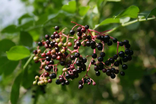 Fekete Bodza Gyümölcs Ágon Sambucus Nyáron — Stock Fotó