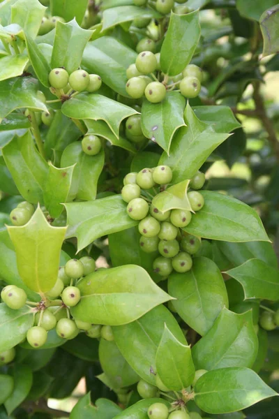 Yazın Yeşil Böğürtlenli Çin Holly Ağacı Ilex Cornuta — Stok fotoğraf